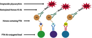 epigenetics