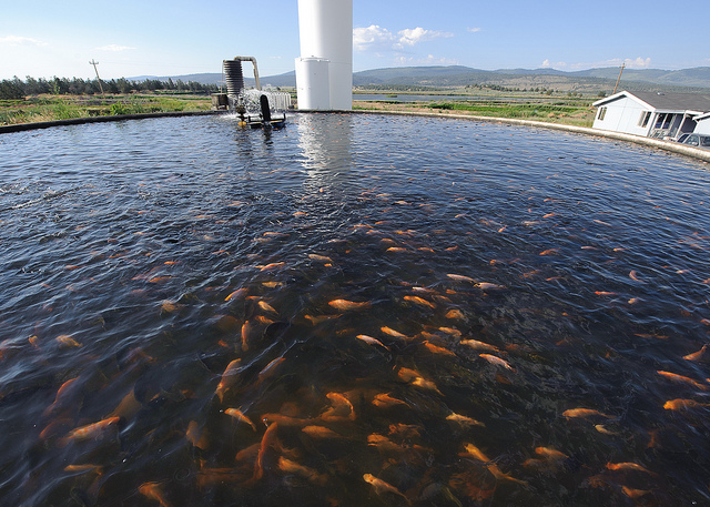 Kelley Hotspring Fish Farm (Tilapia)