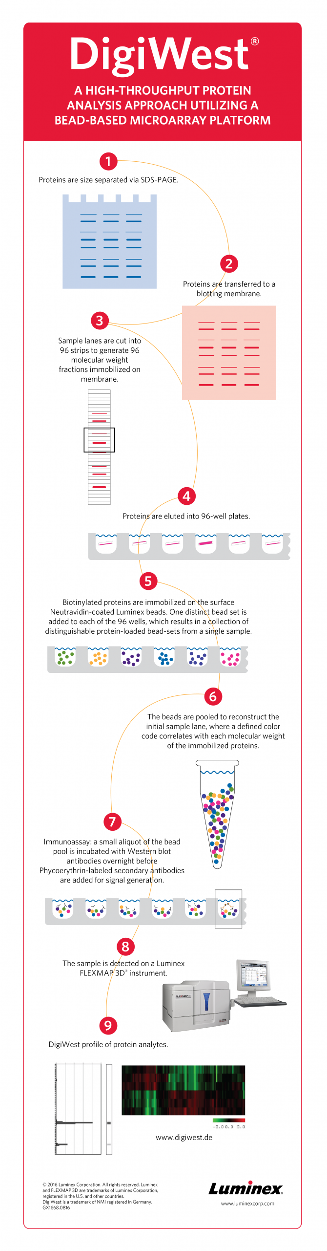 DigiWest: Reimaging Western Blotting on the Proteomic Scale Infographic - A high-throughput protein analysis approach utilizing a bead-based microarray platform