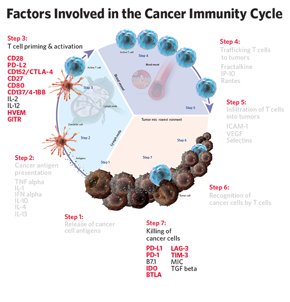 Factors Involved in the Cancer Immunity Cycle