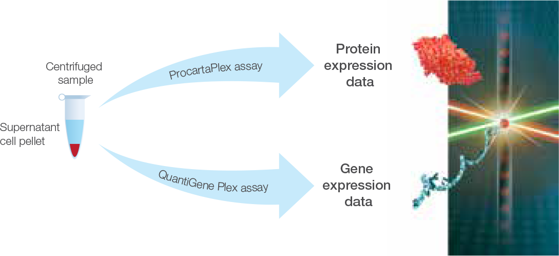 Single sample analysis of protein and gene expression