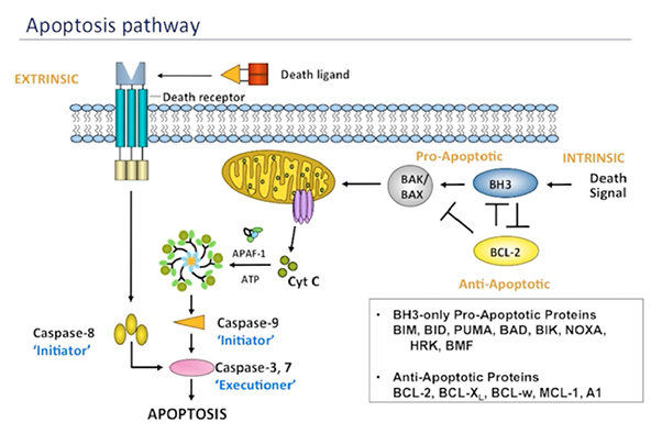 Webinar Wednesday: For Tracking Anti-Apoptosis Proteins, Scientists Turn to Multiplexing