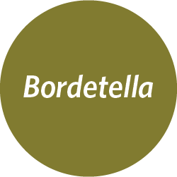 ARIES® Bordetella Assay