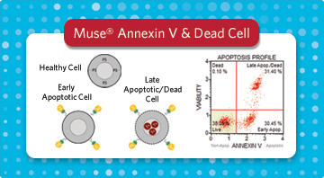 Muse® Annexin V & Dead Cell Kit