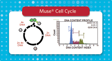 Muse® Cell Cycle Kit