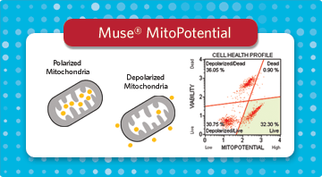 Muse® MitoPotential Kit