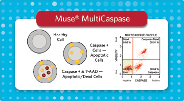 Muse® MultiCaspase Kit