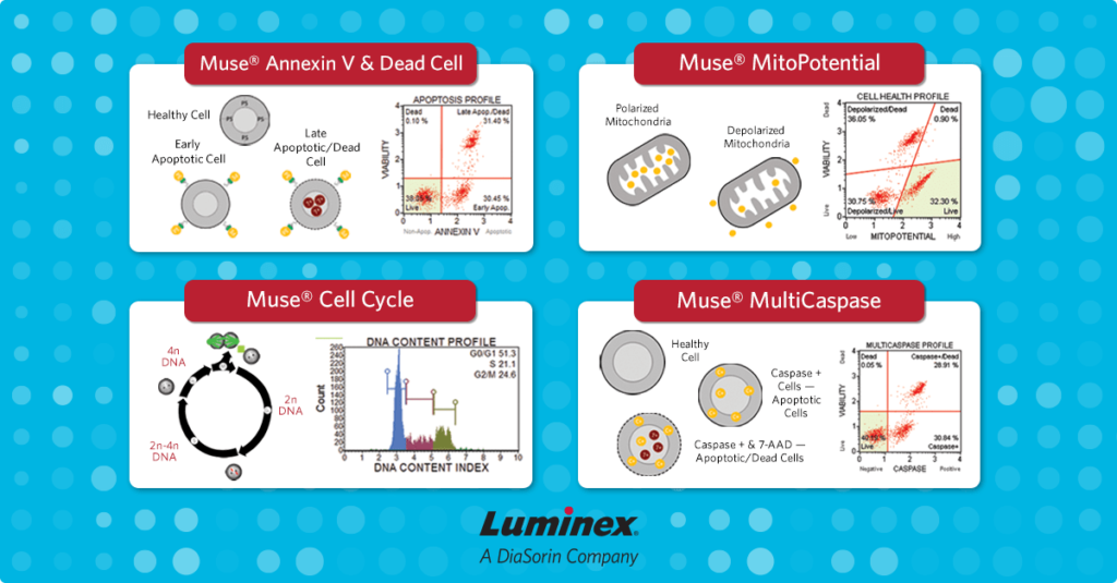 Guava® Flow Cytometers Enable Streamlined Cell Health Measurements